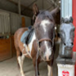 Meet your Posher, Loral